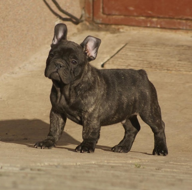 Francuski buldog 